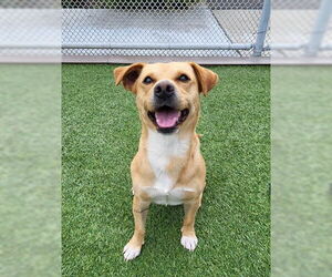 Labrador Retriever-Unknown Mix Dogs for adoption in Lathrop, CA, USA