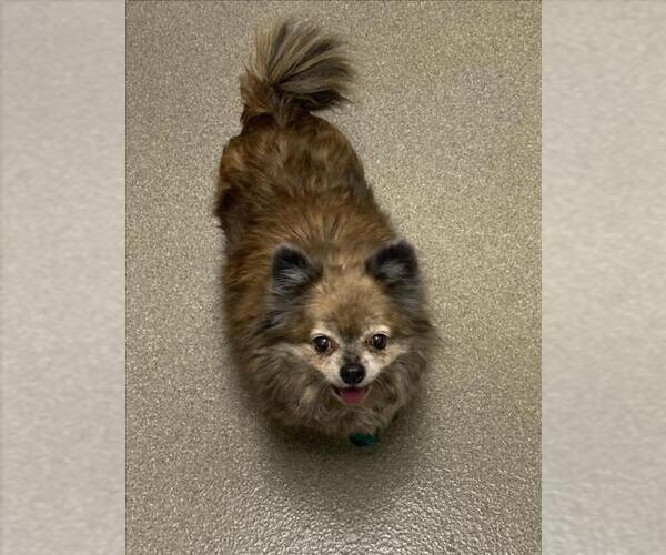 Medium Photo #1 Pomeranian-Unknown Mix Puppy For Sale in Las Vegas, NV, USA