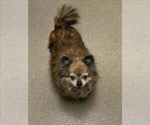 Pomeranian-Unknown Mix Dogs for adoption in Las Vegas, NV, USA