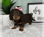 Small #4 Dachshund