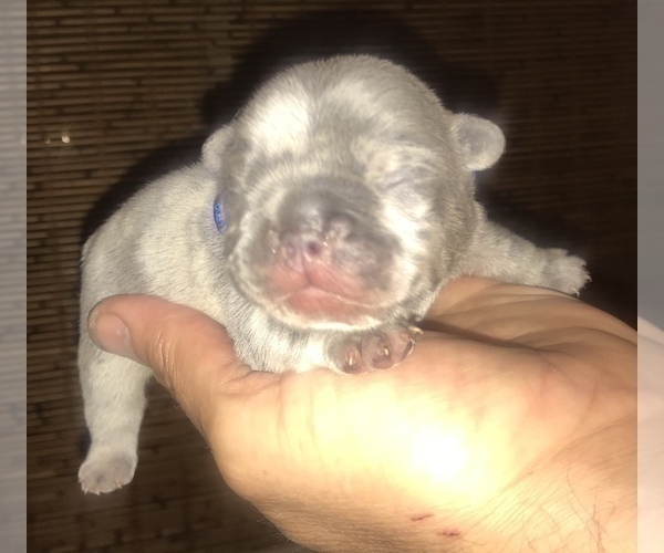 Medium Photo #13 French Bulldog Puppy For Sale in PLACERVILLE, CA, USA