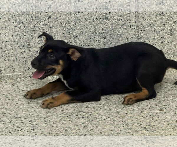 Medium Photo #2 Boxer-Unknown Mix Puppy For Sale in Mechanicsburg, PA, USA