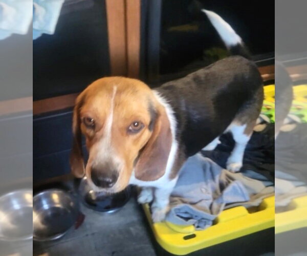 Medium Photo #6 Beagle Puppy For Sale in Dunnellon, FL, USA
