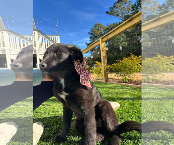Medium Photo #2 Mutt Puppy For Sale in Mount Pleasant, SC, USA