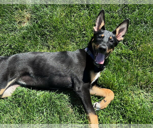 Medium Photo #16 German Shepherd Dog Puppy For Sale in Seattle, WA, USA