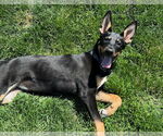 Small #15 German Shepherd Dog