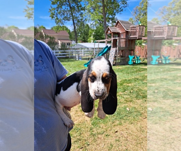 Medium Photo #8 Basset Hound Puppy For Sale in S CHESTERFLD, VA, USA