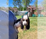 Small Photo #8 Basset Hound Puppy For Sale in S CHESTERFLD, VA, USA