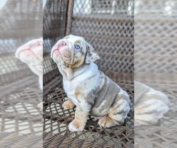 Medium Photo #5 Bulldog Puppy For Sale in RIVERSIDE, CA, USA