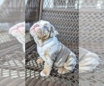 Small Photo #5 Bulldog Puppy For Sale in RIVERSIDE, CA, USA