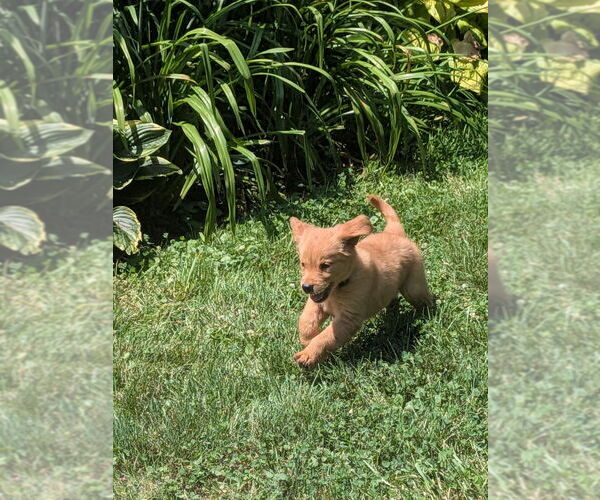 Medium Photo #5 Golden Retriever Puppy For Sale in EAST SPARTA, OH, USA
