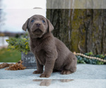 Small #2 Labrador Retriever