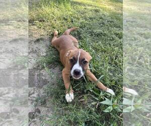Mutt Dogs for adoption in Poplar Bluff, MO, USA