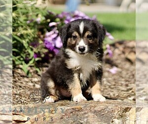 Miniature Australian Shepherd Puppy for sale in NEW PROVIDENCE, PA, USA