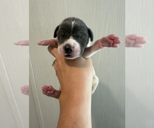 Medium Photo #25 Great Dane Puppy For Sale in HALLETTSVILLE, TX, USA