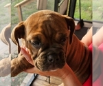 Small #6 Bulldog