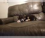 Small Photo #5 Australian Shepherd Puppy For Sale in WILLIAMSBURG, CO, USA