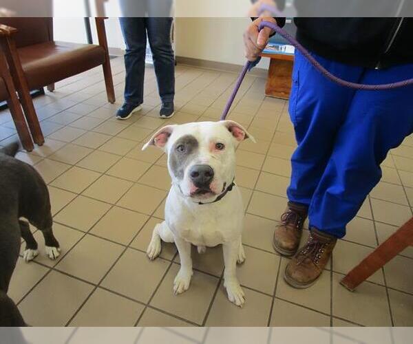 Medium Photo #2 American Pit Bull Terrier Puppy For Sale in Ocala, FL, USA
