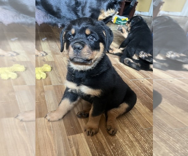 Medium Photo #15 Rottweiler Puppy For Sale in BUSKIRK, NY, USA