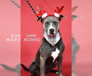 Mutt Dogs for adoption in Bakersfield, CA, USA