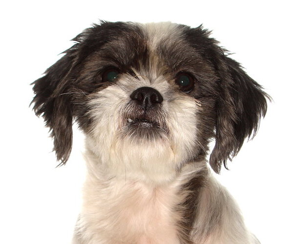 Medium Photo #1 Shih Tzu Puppy For Sale in Oakland Park, FL, USA