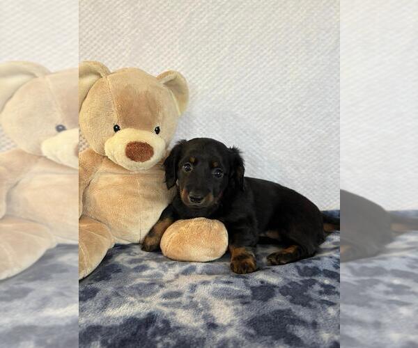 Medium Photo #4 Dachshund Puppy For Sale in LOOGOOTEE, IN, USA
