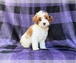 Small #3 Cavapoo (Miniature)