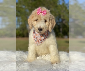 Goldendoodle Puppy for sale in FROSTPROOF, FL, USA