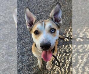 Siberian Husky-Unknown Mix Dogs for adoption in Woodland, CA, USA