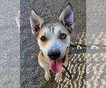 PRINCESS - Female Siberian Husky-Unknown Mix Dog for Adoption - Small photo