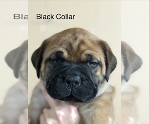 Medium Bullmastiff
