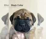 Puppy Puppy 1 black Bullmastiff