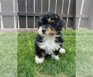 Bernedoodle (Miniature) Puppy for sale in MILWAUKEE, WI, USA