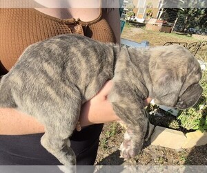Cane Corso Puppy for sale in DADE CITY, FL, USA