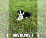 Small Photo #4 Border Collie Puppy For Sale in JEFFERSON, OH, USA