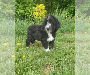 Medium Aussiedoodle