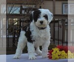Small Photo #5 Portuguese Water Dog Puppy For Sale in STRASBURG, PA, USA