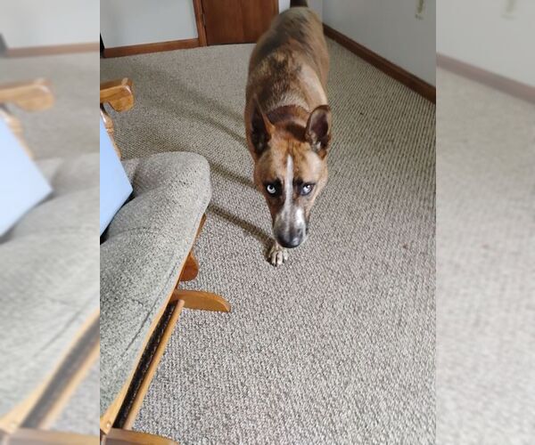 Medium Photo #4 German Shepherd Dog-Unknown Mix Puppy For Sale in Saegertown , PA, USA