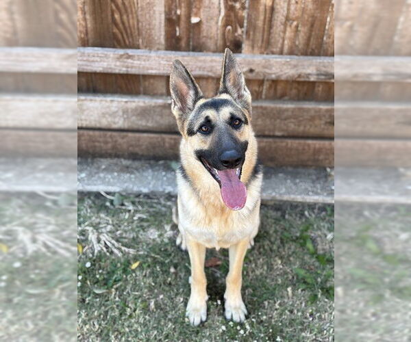Medium Photo #1 German Shepherd Dog Puppy For Sale in Plano, TX, USA