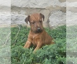 Small #2 Irish Terrier