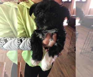 Pomeranian-ShihPoo Mix Puppy for sale in SIMLA, CO, USA