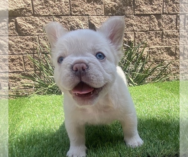Medium Photo #7 French Bulldog Puppy For Sale in FONTANA, CA, USA