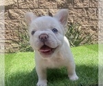 Small Photo #7 French Bulldog Puppy For Sale in FONTANA, CA, USA