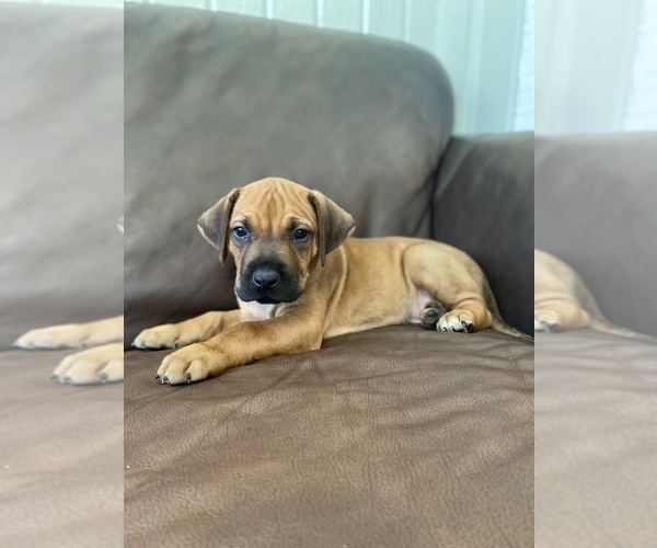 Medium Photo #11 Rhodesian Ridgeback Puppy For Sale in KELLER, TX, USA