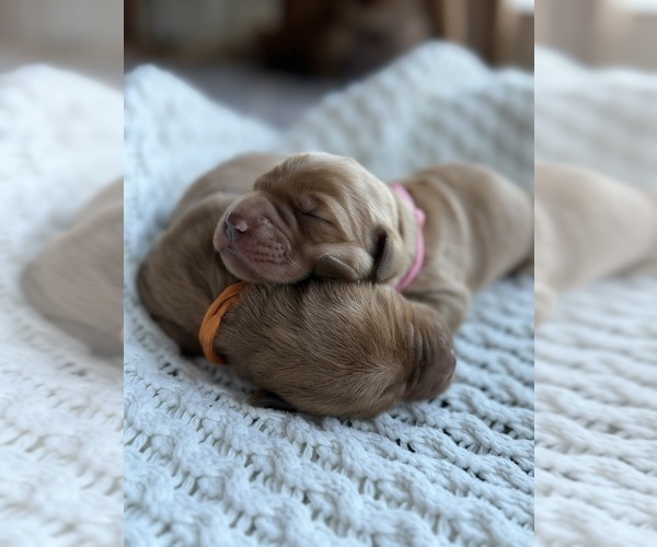 Medium Photo #4 Golden Retriever Puppy For Sale in DE PERE, WI, USA