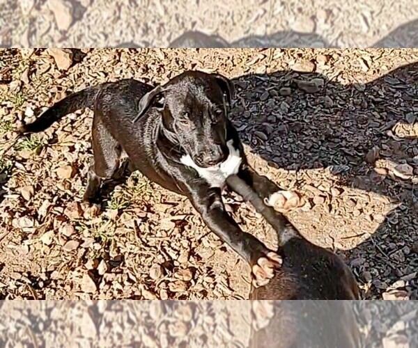 Medium Photo #3 Mutt Puppy For Sale in MARION, TX, USA