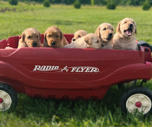 Golden Retriever Puppy for sale in CUB RUN, KY, USA
