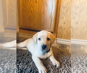 Labrador Retriever Puppy for sale in MEDICAL LAKE, WA, USA
