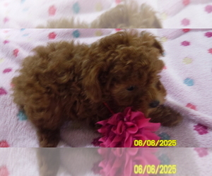 Poodle (Toy) Puppy for sale in DULUTH, GA, USA
