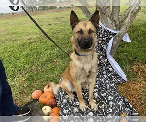 Mutt Dogs for adoption in McKinleyville, CA, USA